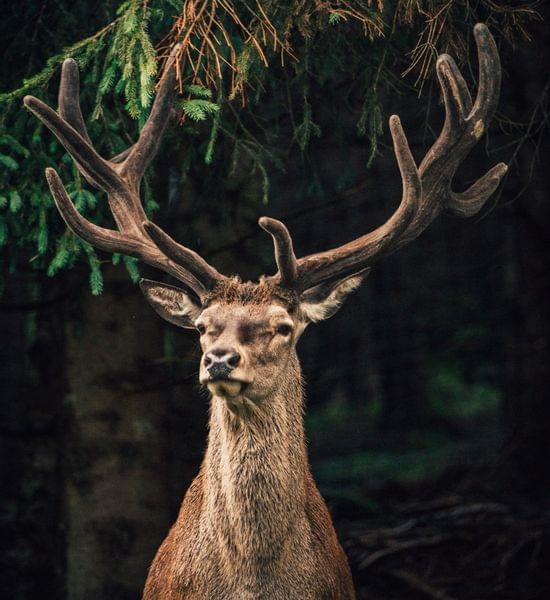 Torghele's Wald + Fluh - Familienhotel im Allgäu mit Wildgehege